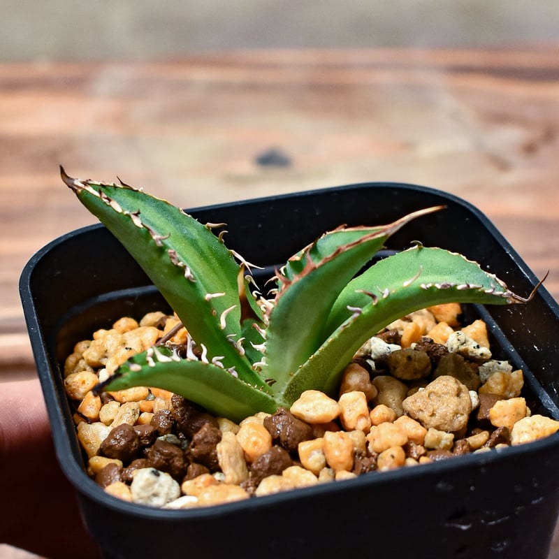 アガベ　チタノタ　黒刺厳龍　子株③ Agave titanota ''姫厳龍'' 子株 / 3号 /アガベ チタノタ ※発根済