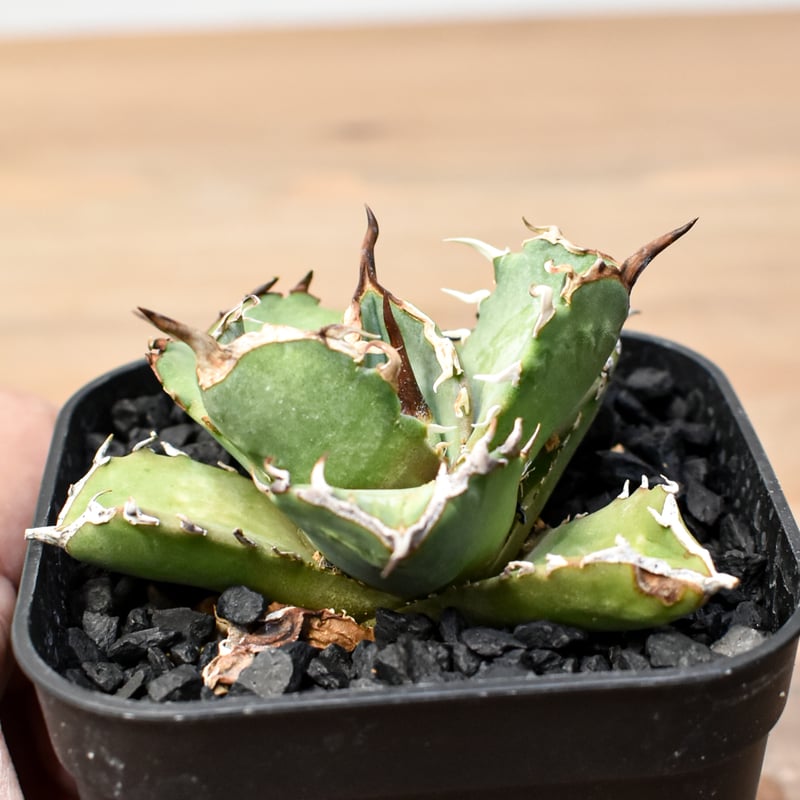 アガベ チタノタ 虎鯨 