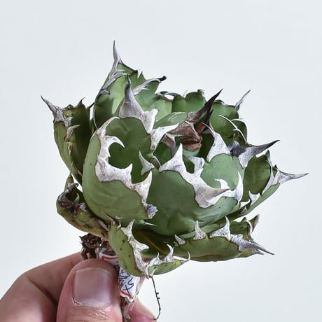 アガベ チタノタ ドワーフ / "姫厳龍" 【台湾 Berlin産/抜き苗販売/中株】BE2402527(T)