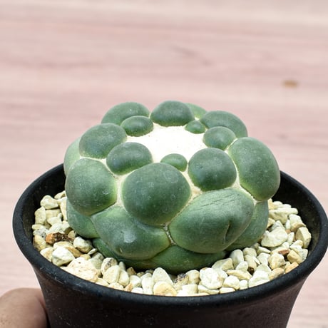 コリファンタ 刺無象牙丸 【カキ仔】RFHK-302