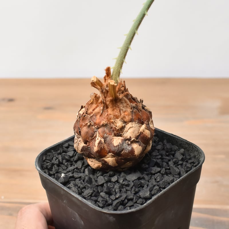 B.サイカス カイルンシアナ/オーストラリア産/赤肌/ライムグリーン