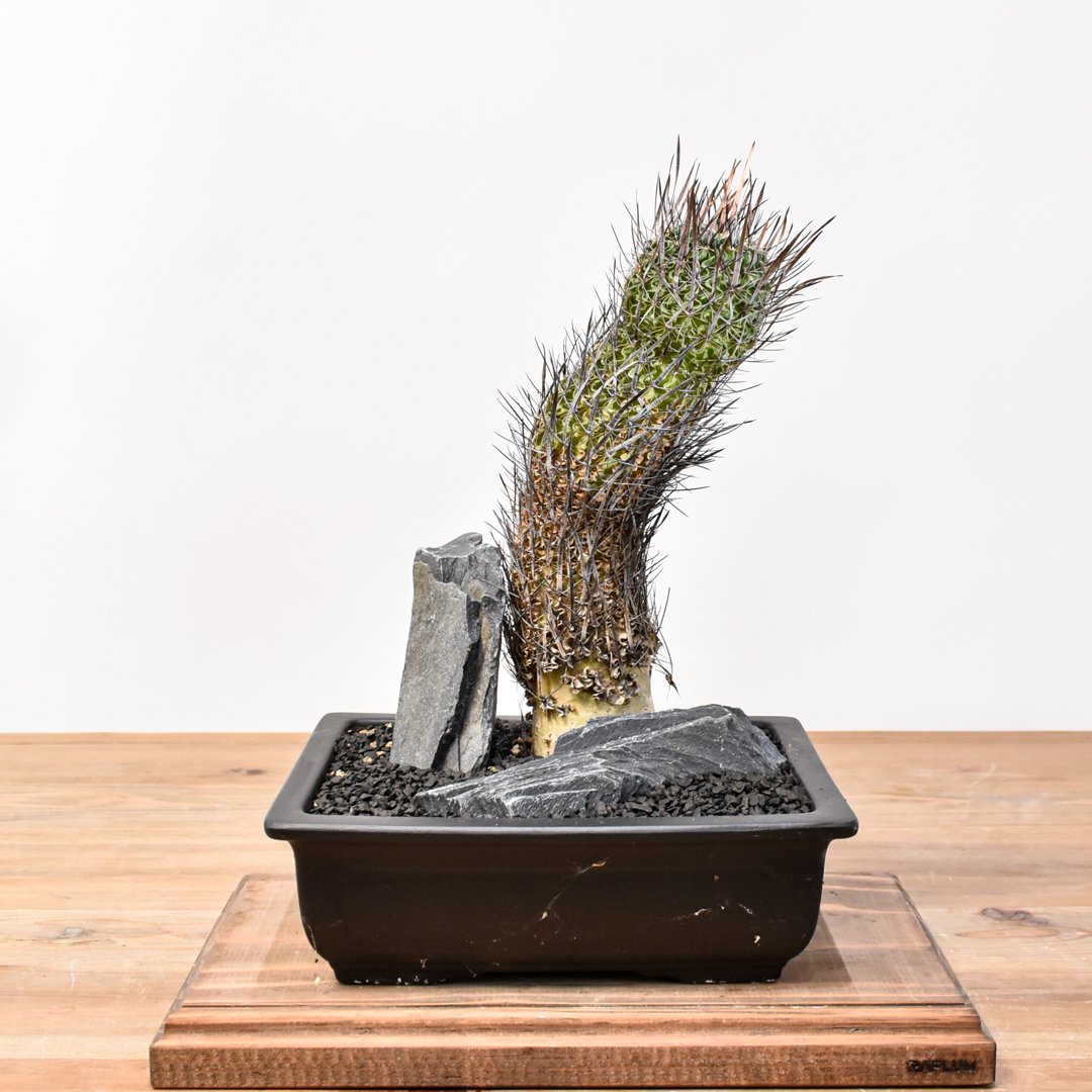 WACK” ON YOUR SIDE】エキノフォスロカクタス ザカテカセンシス縮玉 WAC