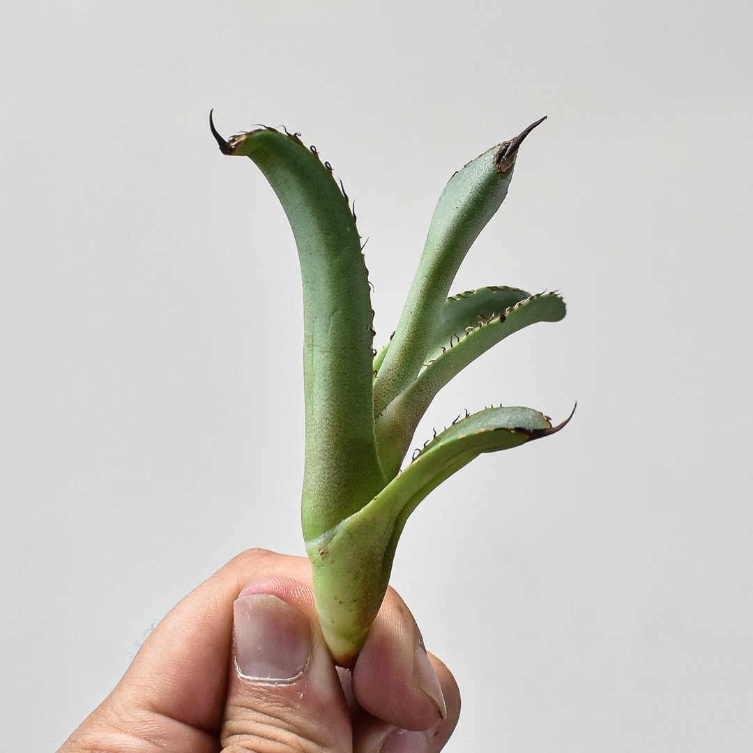 台湾株】アガベ チタノタ ブルー ビースト スパチタ レア 強棘 特選