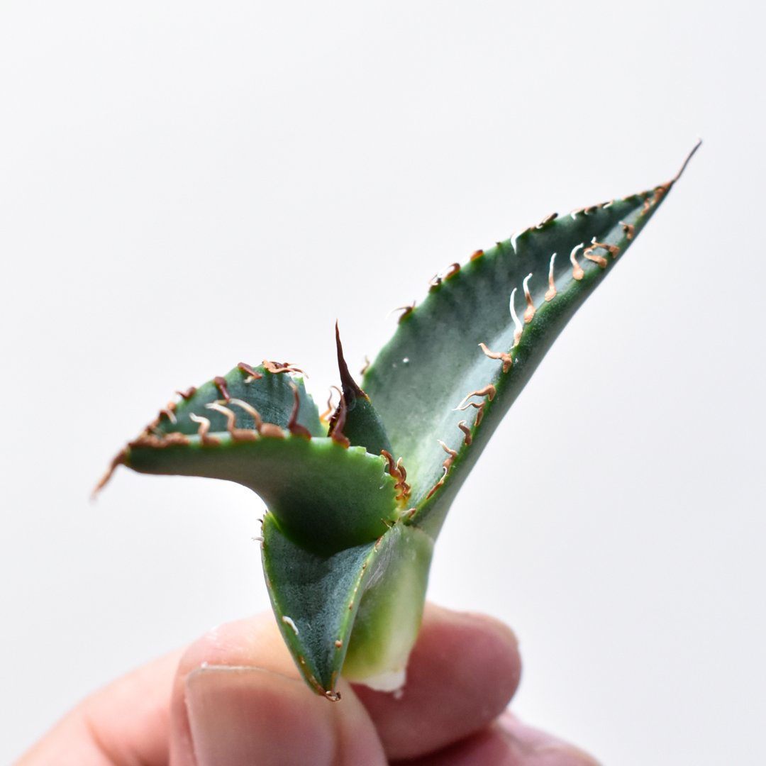 SALE‼️アガベチタノタ悪魔くん‼️10890-1000 アガベチタノタ悪魔くん Diabo Verde osp産 コレクション株