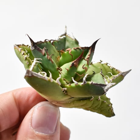 CATEGORY アガベ チタノタ 