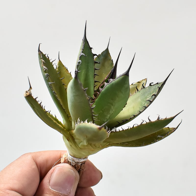 【LZY】A315 多肉植物アガベ　ホリダ horrida 極上株 c90936e70c1e05b94f3aac47176811