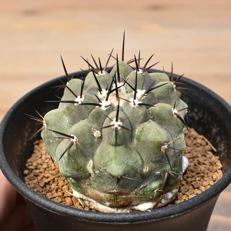 コピアポア シネレア 