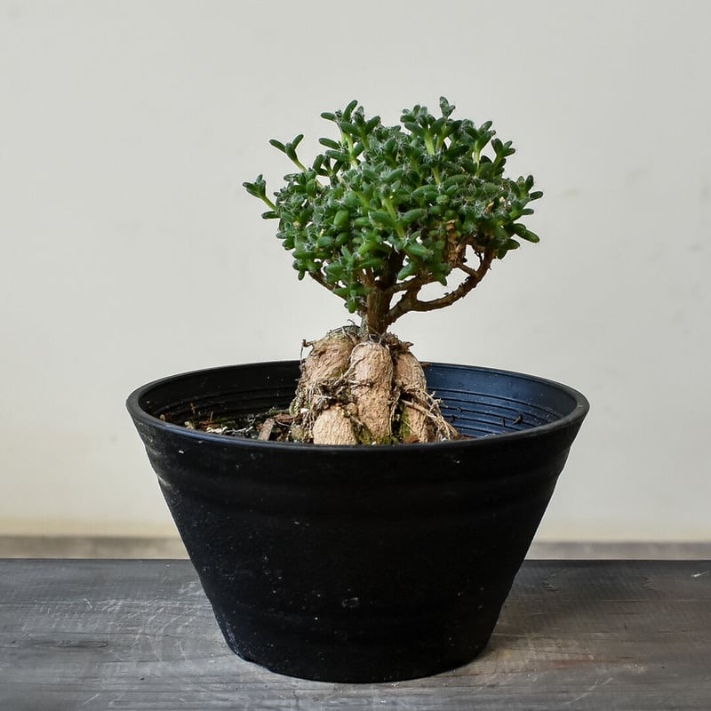 トリコディアデマ ミラビレ 模様木 種子 トリコディアデマ・ミラビレ