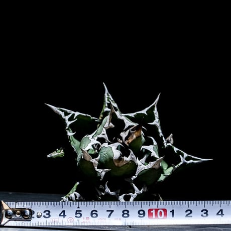 アガベ チタノタ ドワーフ “姫厳竜”  （抜き苗販売）RF221149