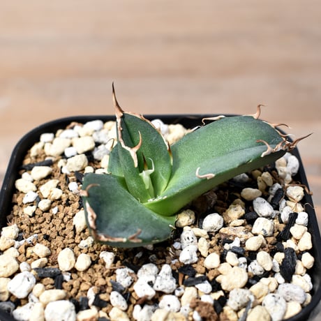 アガベチタノタシーザー | STORES