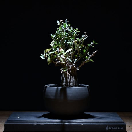 フォークイエリア コルムナリス "観峰玉" 【中株】（発根済み）RF22871