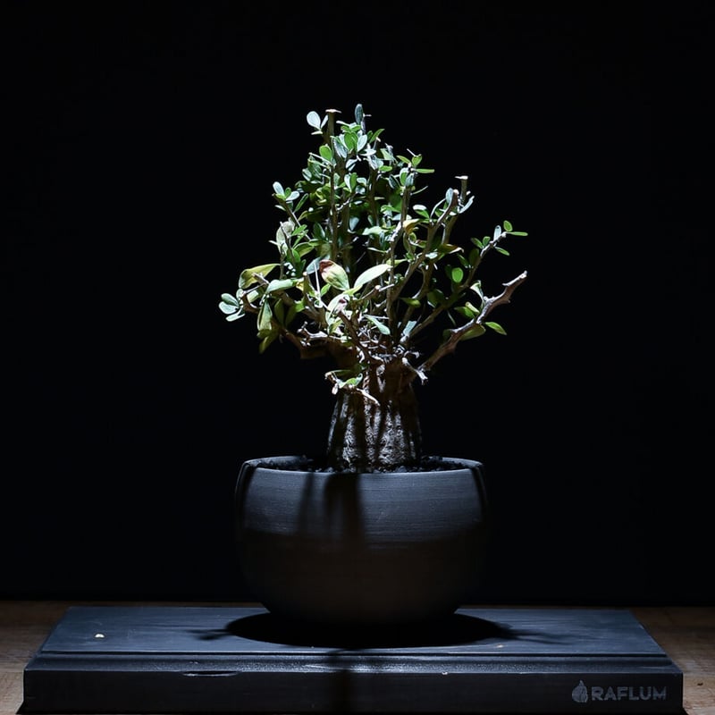 大株 フォークイエリア コルムナリス 観峰玉 フォークイエリア コルムナリス 