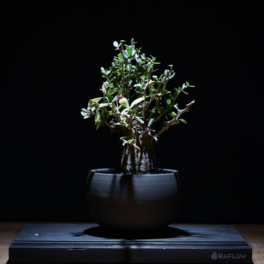 【丸型コレクション株】フォークイエリア コルムナリス 観峰玉 現地球 発根済 フォークイエリア コルムナリス 