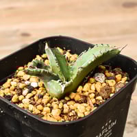 アガベ ハイブリット 