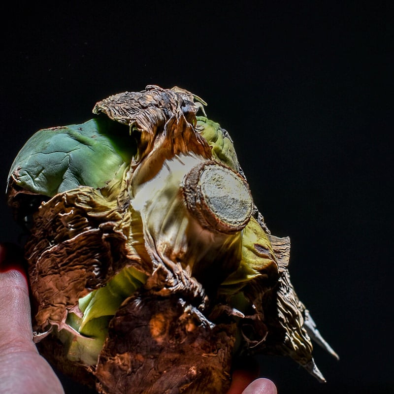 タ*フ様 F12116★オークション★オアハカ産 アガベ オテロイ コレクション アガベ オアハカ 