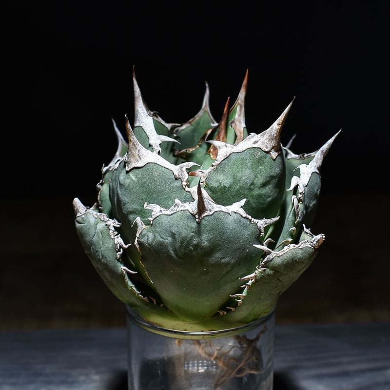 アガベ チタノタ 白鯨 ボールタイプの超良型株 (抜き苗販売) type D