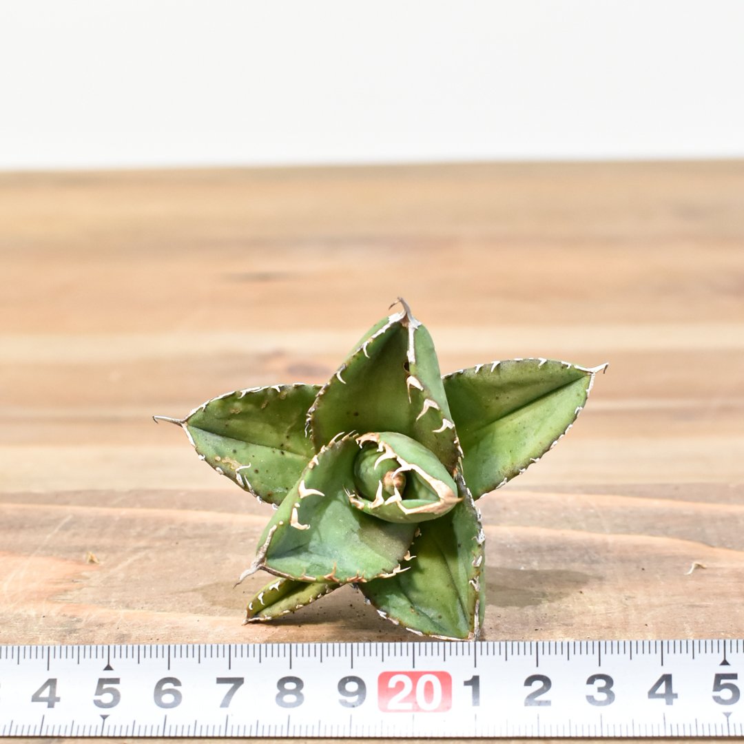 アガベシチリア産チタノタ(親株&子株) アガベ チタノタ 白鯨 子株 鉢付き（WW-15） | アガベ専門店