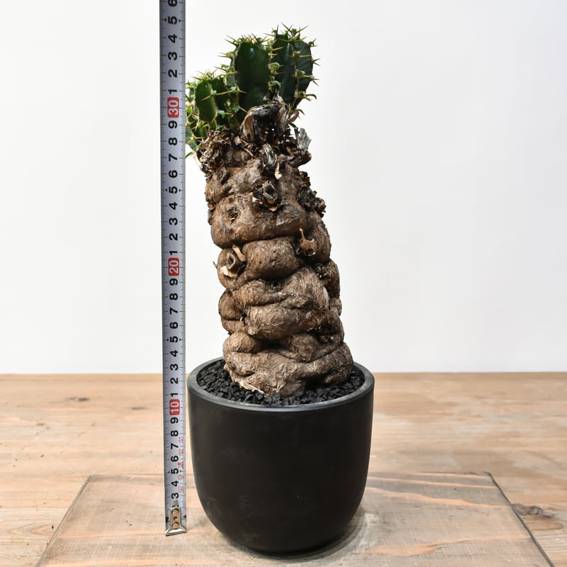 m*1様 flying BLACK FRIDAY現地球　ユーフォルビア　ムランジ ユーフォルビア ムランジーナ RFHK25011500 | RAFLUM / ラフラム｜東京