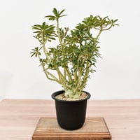 オペルクリカリア ヒファエノイデス 【 灌木系の希少種！塊根部も