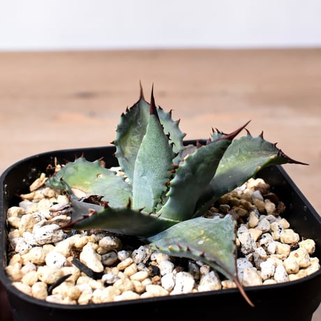 アガベ ハイブリット （パラサナ、イシスメンシス）× 曙光【台湾botanical_seeker産】A RF25011561