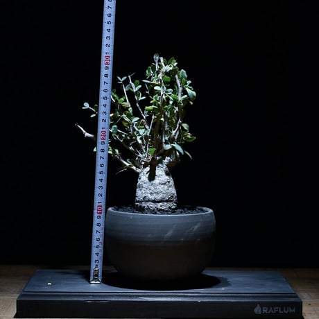 フォークイエリア コルムナリス "観峰玉" 【中株】（発根済み）RF22871