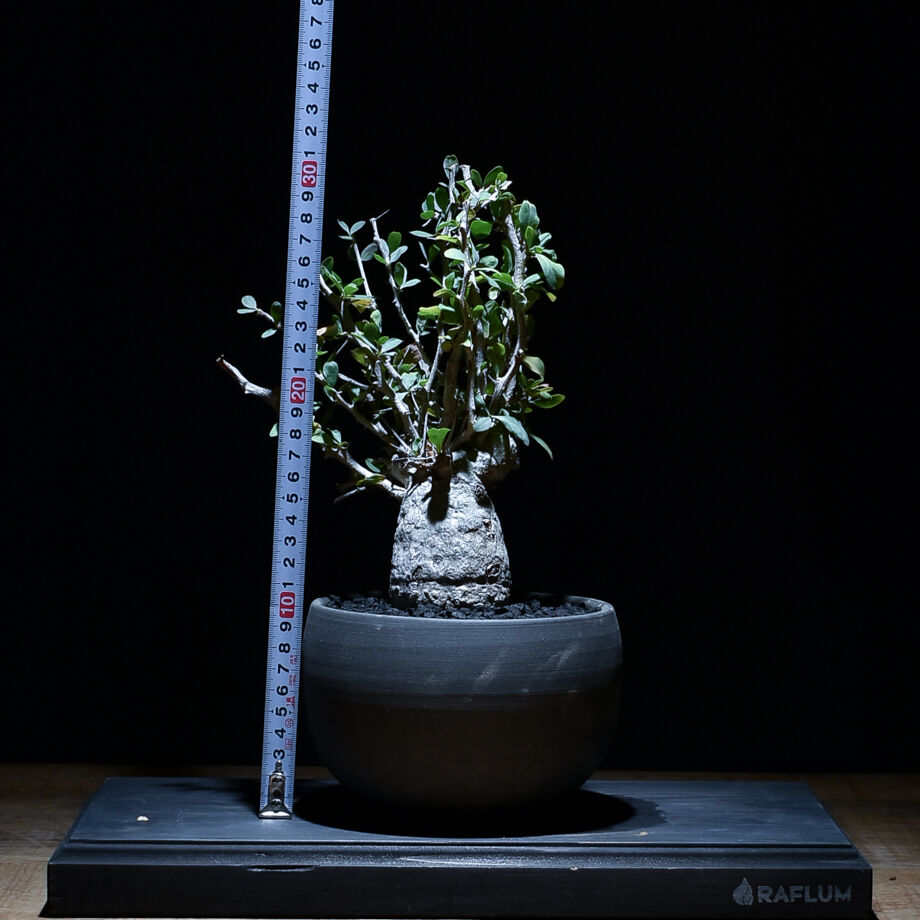 b*5様 メキシコソノラ砂漠原産フォークイエリアコルムナリス b*5様 メキシコソノラ砂漠原産フォークイエリアコルムナリス b*5