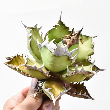 アガベ チタノタ "精品レッドキャットウィーズル" / 精品赤猫 , 精品紅猫  【台湾 dragon agave産/中株/抜き苗】B DG25010374(T)