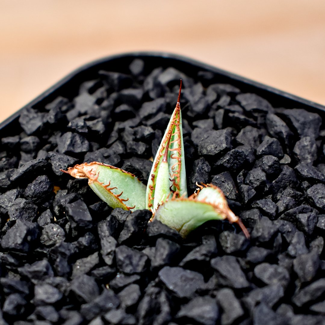 夏休み企画第4弾！！アガベ希少品種&おすすめ塊根計19種セット ☆2セット限定 夏休み企画第4弾！！アガベ希少品種&おすすめ塊根計19種セット ☆