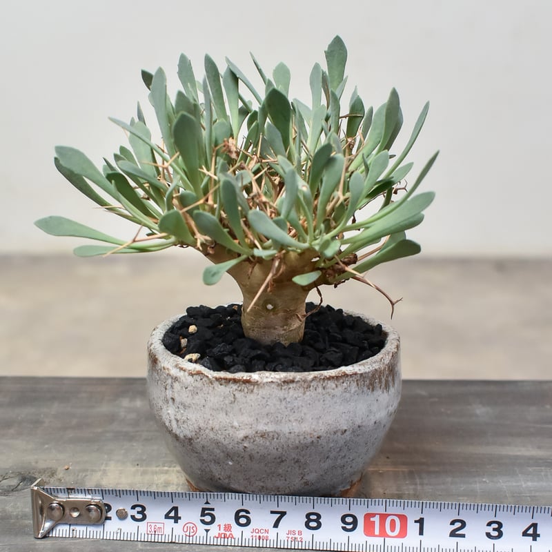 パキポディウム アンボンゲンセ × SRL CE 鉢