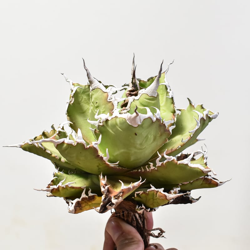 アガベ チタノタ ソーラーエクリプス 