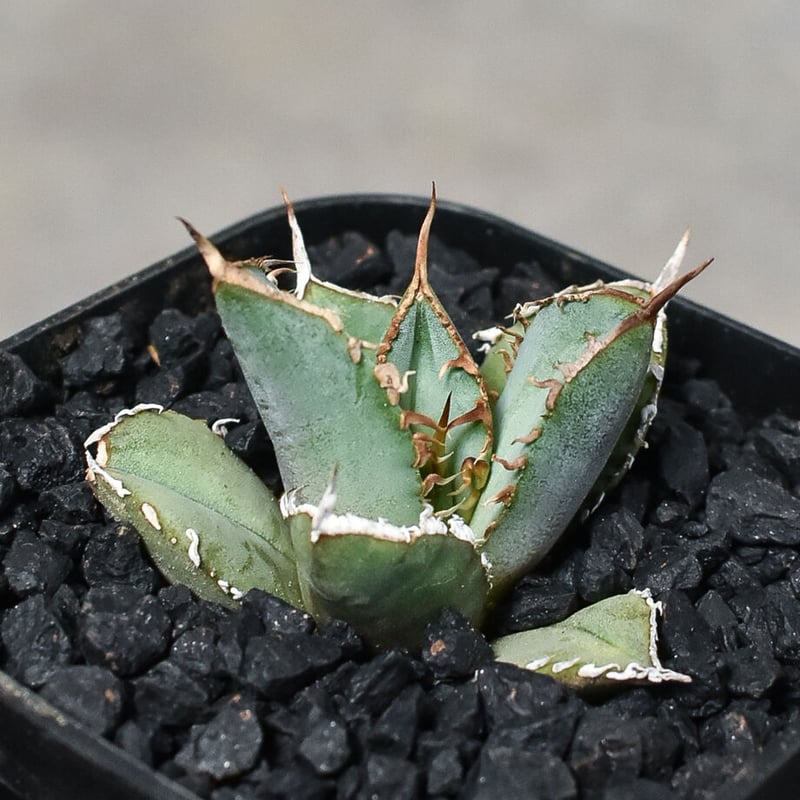 アガベ チタノタ　巌流　巌竜　子株２頭　国産古株　活着済み アガベ チタノタ 巌流 巌竜 子株2頭 国産古株 園芸ネット本店｜アガベ