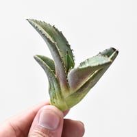 アガベ チタノタ "黒排刺"【台湾 dragon agave産/子株/抜き苗】64