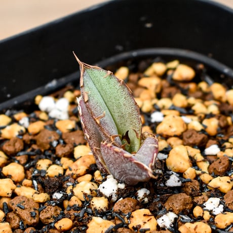 【RAFLUM育成株 5個セット】アガベ Mexico oteroi seeding / オテロイ実生 メキシコ産  【RAFLUM産/実生/子株】A2