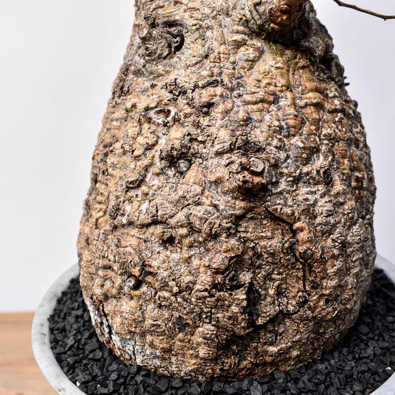 オペルクリカリア パキプス 