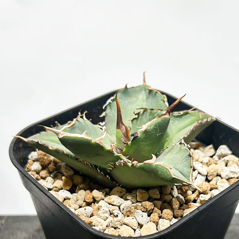 アガベ チタノタ　コンパクタ　親株　大株 アガベ チタノタ コンパクタ 親株 大株 アガベ チタノタ 多肉植物