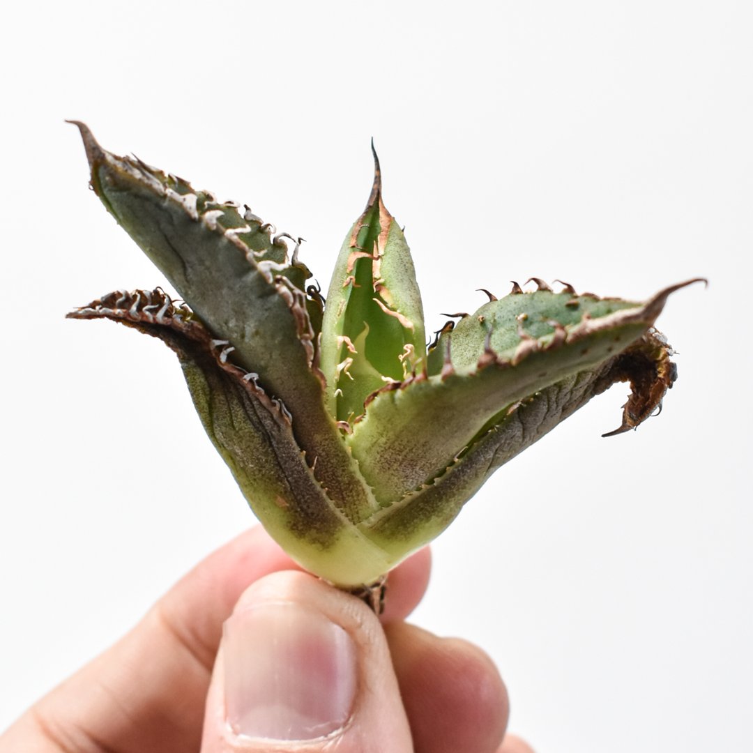 アガベ チタノタ  