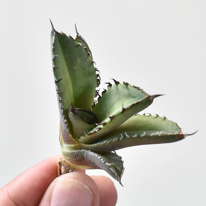 アガベ チタノタ DENNIS040 デニス040 