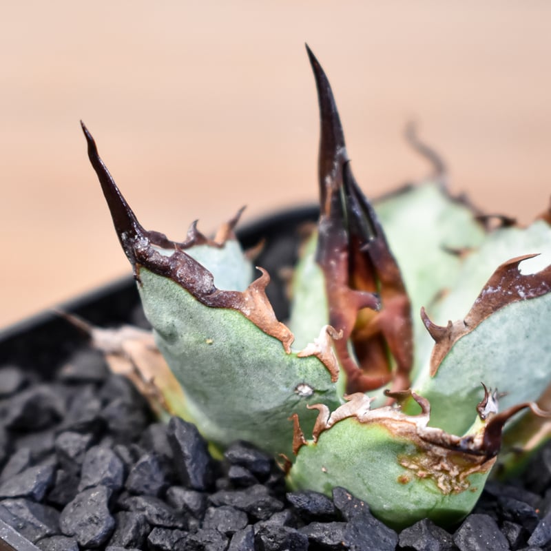 アガベ チタノタ DENNIS B05 【台湾DENNIS産/発根済み/子株】DN24028