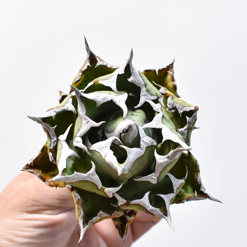 12点　miko様　チャウヌタペストリー 🌕