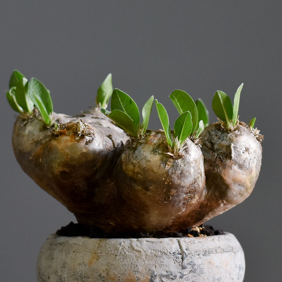 恵比寿笑　ブレビカウレ　検）グラキリス　パキプス パキポディウム ブレビカウレ 