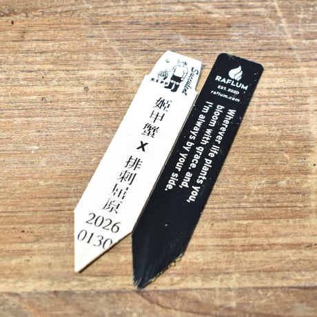 アガベ  ハイブリット "姫甲蟹X 排刺屈原"【台湾re_pplants産/実生/子株販売】RF25012292