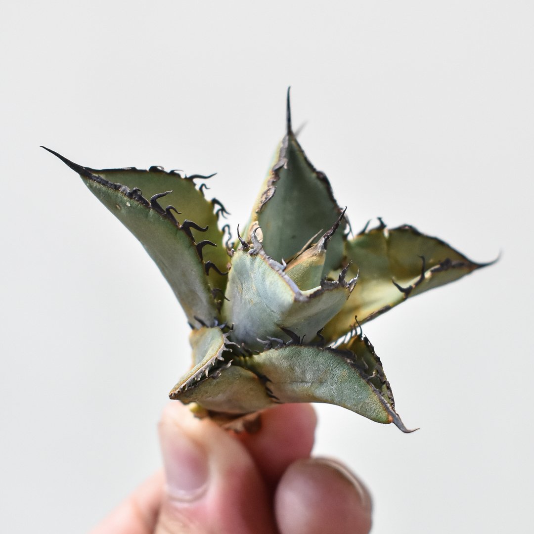 アガベ  ソルティードッグ アガベ チタノタ ソルティードック 