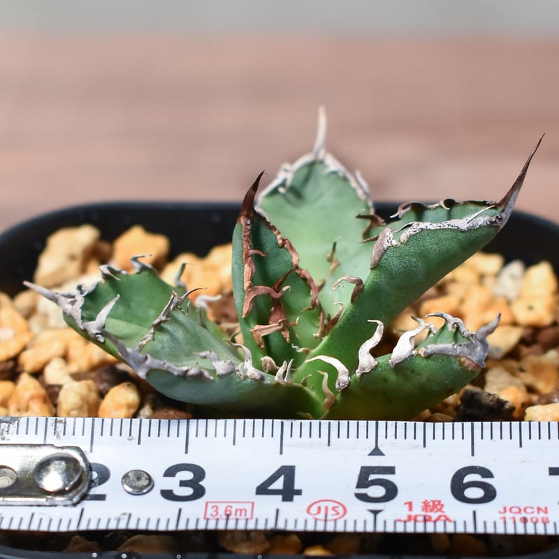 アガベ チタノタ シーザー凱旋錦 陽炎‼️鉢植え発送‼️ ① 【公式通販】