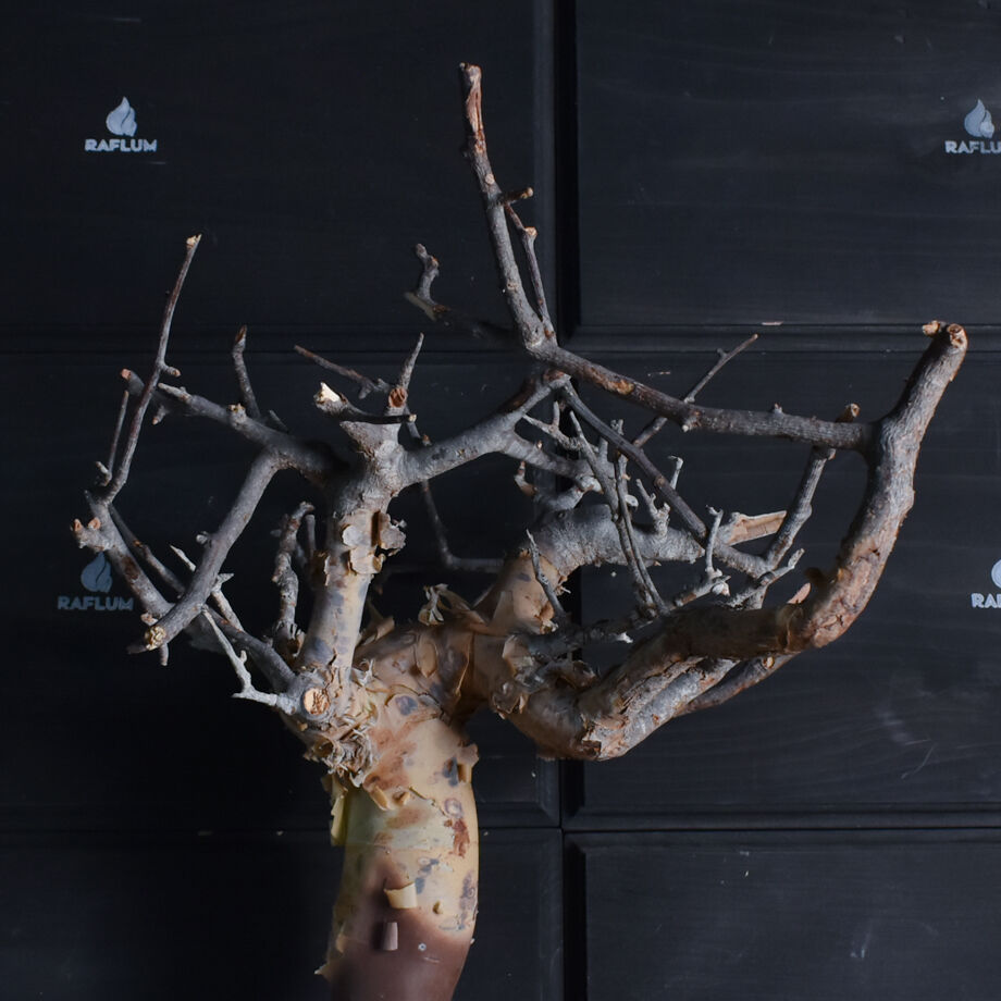 コミフォラ カタフ（ピュアカタフ） 抜き苗販売【輸入即のフレッシュな