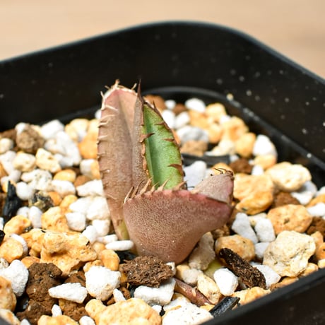 【RAFLUM育成株 5個セット】アガベ Mexico oteroi seeding / オテロイ実生 メキシコ産  【RAFLUM産/実生/子株】B3