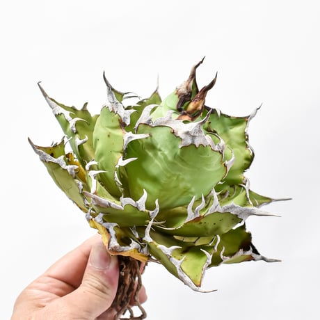 agave titanota cheater 猟豹 アガベ チタノタ 