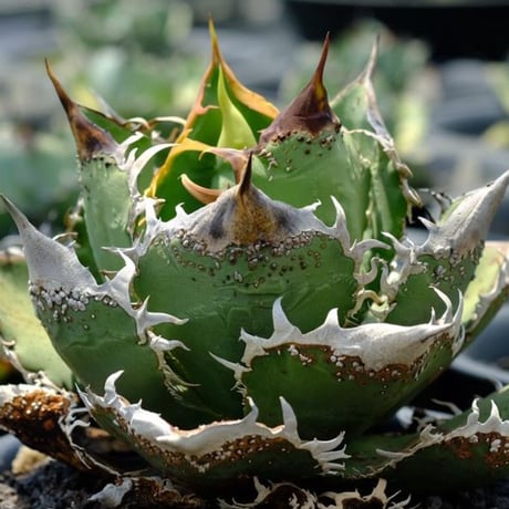 アガベ チタノタ 麻花龍  【台湾 berlin産/子株/抜き苗】G BE2402606(T)