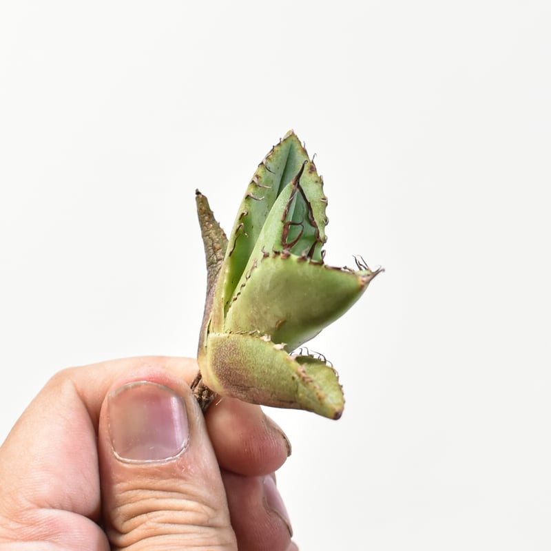 アガベ チタノタ 歐若拉 / 