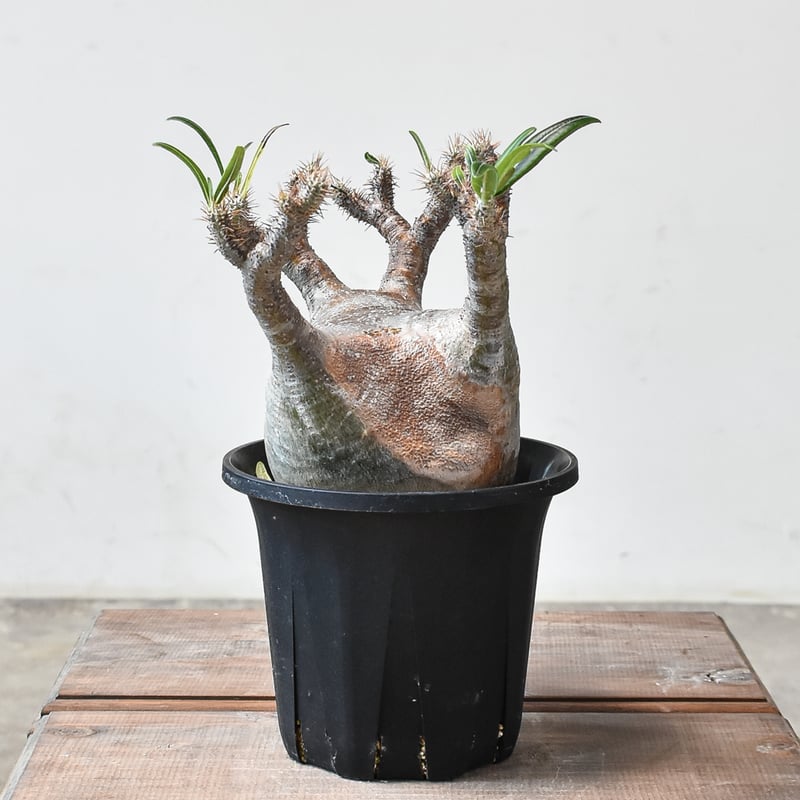 パキポディウム グラキリス 【現地球/発根済み】HK2409001(T) | RAFLUM