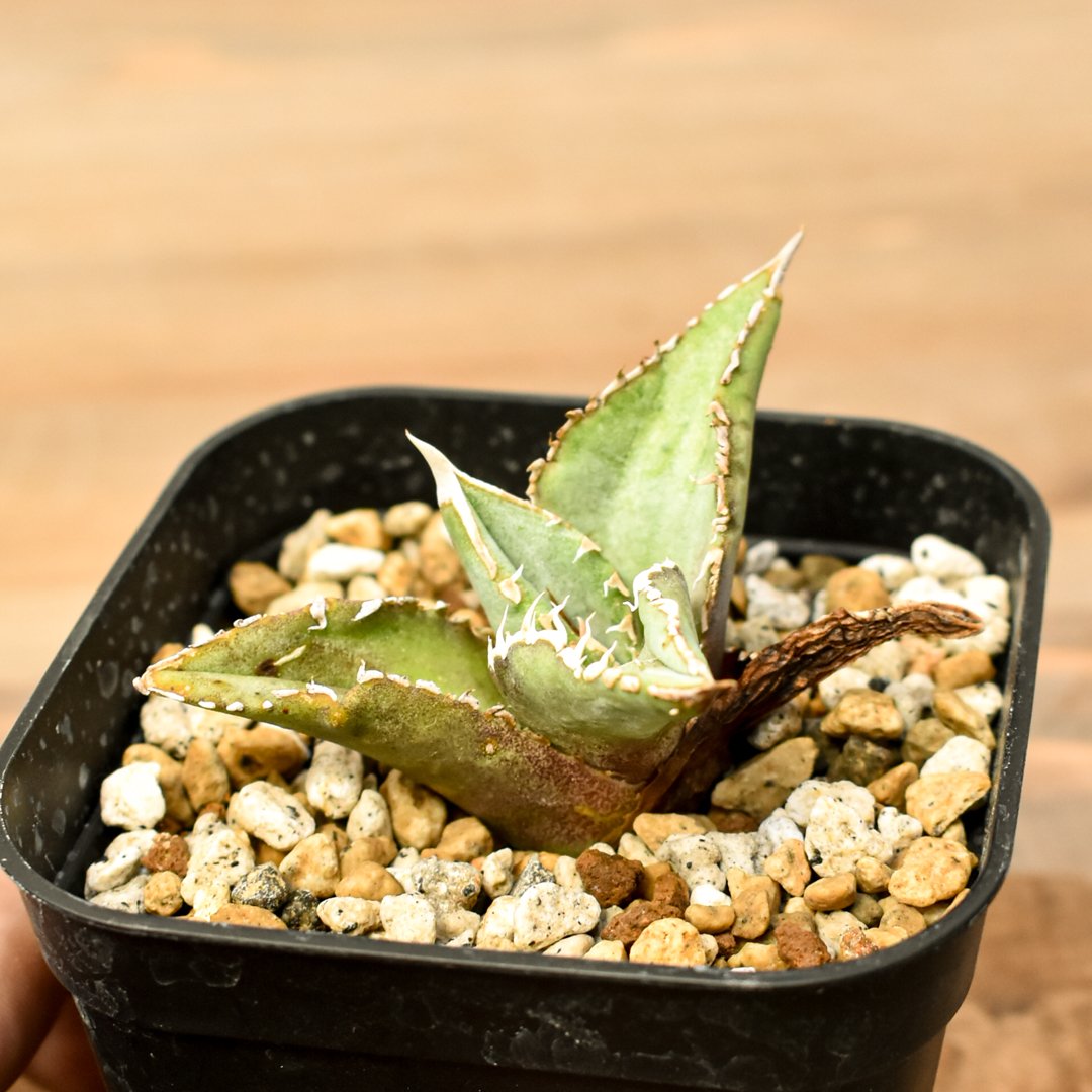 アガベ　チタノタ　ステゴザウルス　子株 アガベ チタノタ 